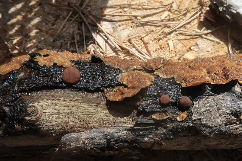 Adelphella babingtonii 2 - IMG_7249